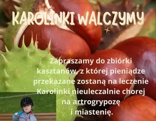 Szczaniec zbiera kasztany dla Karolinki – każdy gest się liczy